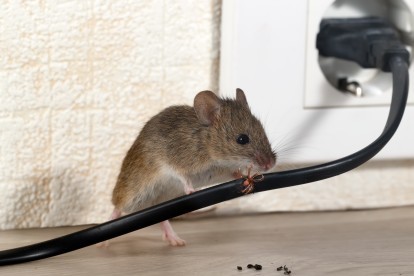 Pest Control in Acton, W3. Call Now! 020 8166 9746