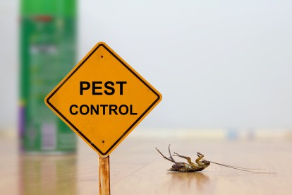 Pest Contol in Acton, W3. Call Now 020 8166 9746