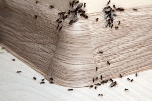Ant Control, Pest Control in Acton, W3. Call Now 020 8166 9746